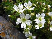 55 Minuartia verna